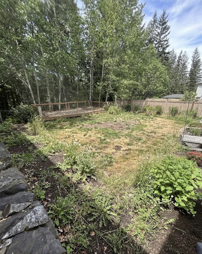 Backyard with thin, weedy grass before service